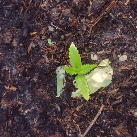 @caboclo_grow On Insta growlog timeline photo