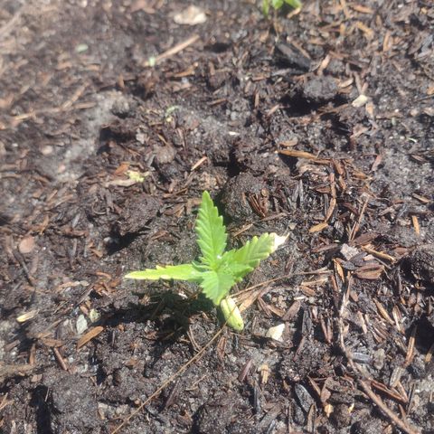 @caboclo_grow On Insta growlog timeline photo