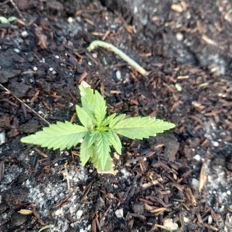 @caboclo_grow On Insta growlog timeline photo