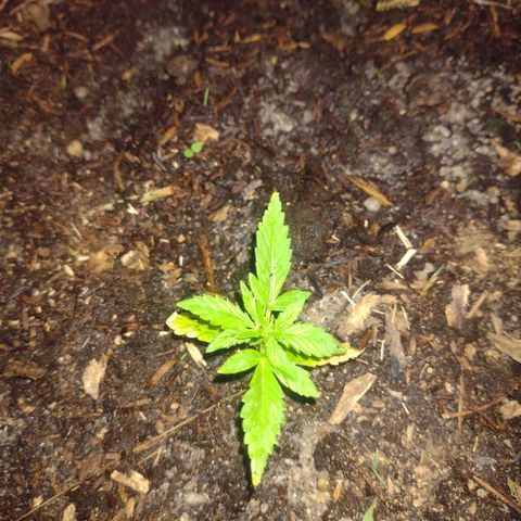 @caboclo_grow On Insta growlog timeline photo