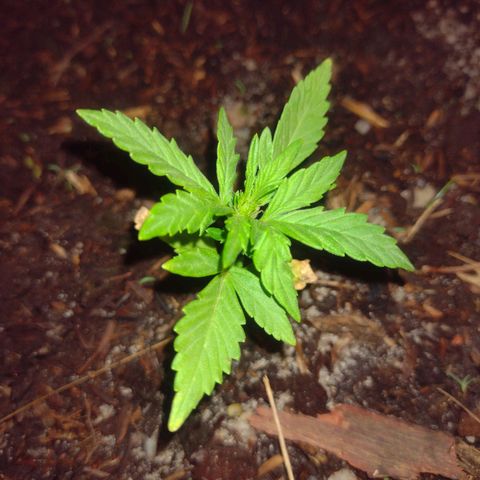 @caboclo_grow On Insta growlog timeline photo