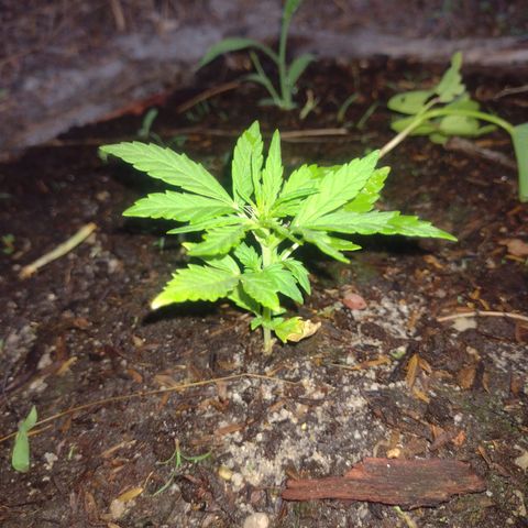 @caboclo_grow On Insta growlog timeline photo