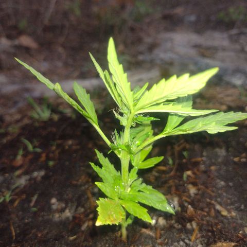 @caboclo_grow On Insta growlog timeline photo