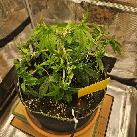 Lemon cherry gelato  growlog photo: Nach dem Lst Training und Gießen 