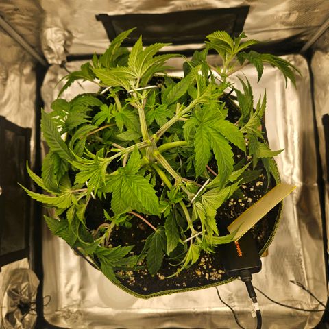 Lemon cherry gelato  growlog photo: Nach dem Lst Training und Gießen 