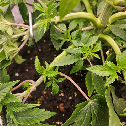 Lemon cherry gelato  growlog photo: Nach dem Lst Training und Gießen 