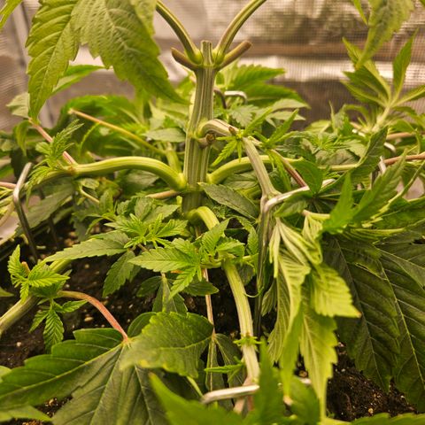 Lemon cherry gelato  growlog photo: Nach dem Lst Training und Gießen 