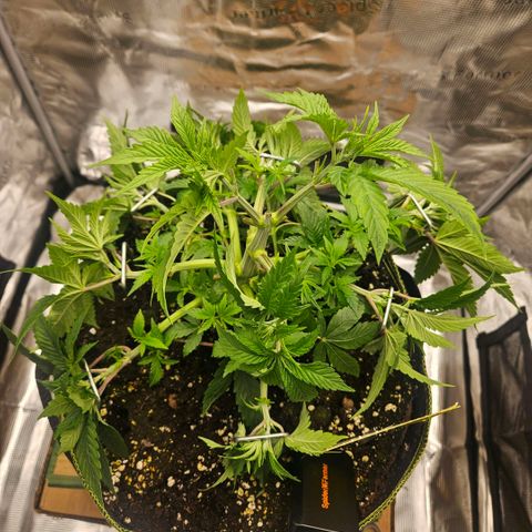 Lemon cherry gelato  growlog photo: Nur etwas Lst 