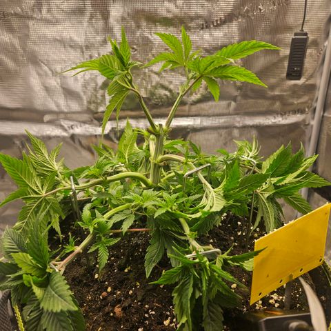 Lemon cherry gelato  growlog photo: Nur etwas Lst 