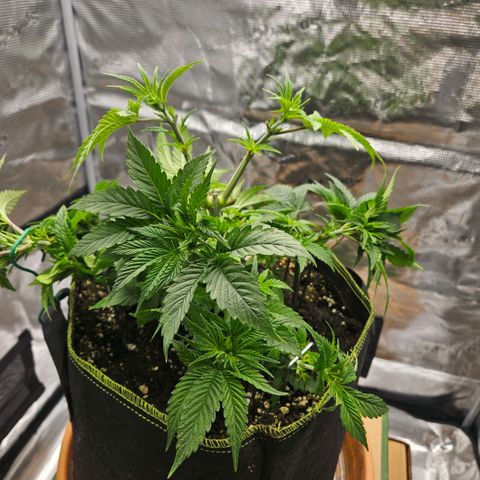 Lemon cherry gelato  growlog photo: Vorher 