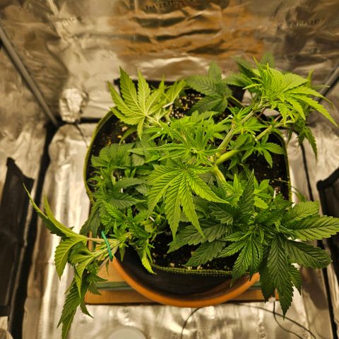 Lemon cherry gelato  growlog photo: Nacher 