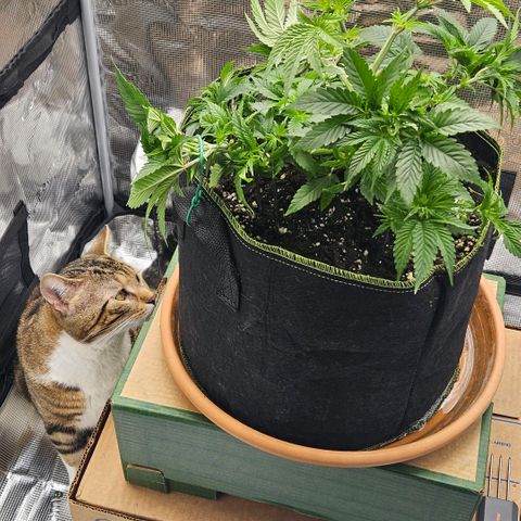 Lemon cherry gelato  growlog photo: Nacher 