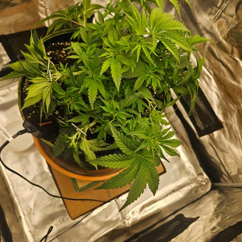 Lemon cherry gelato  growlog timeline photo