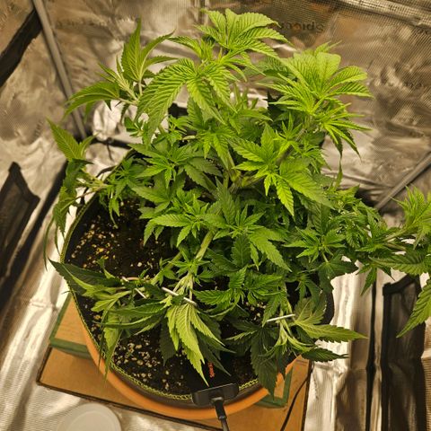 Lemon cherry gelato  growlog timeline photo