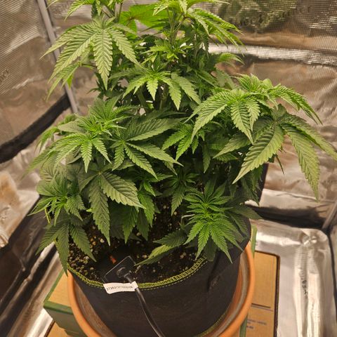 Lemon cherry gelato  growlog photo: Vor und nach dem Gießen 