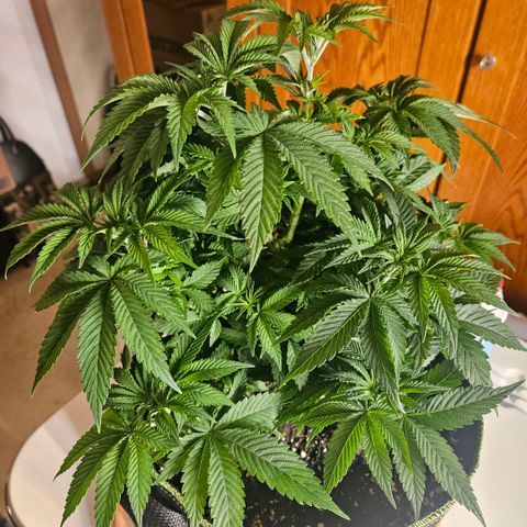 Lemon cherry gelato  growlog photo: Vor und nach dem Gießen 