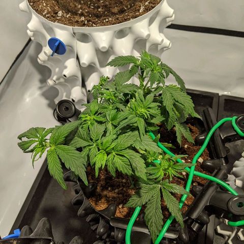 Sweet 'n' Sour growlog timeline photo