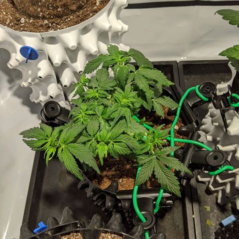 Sweet 'n' Sour growlog timeline photo