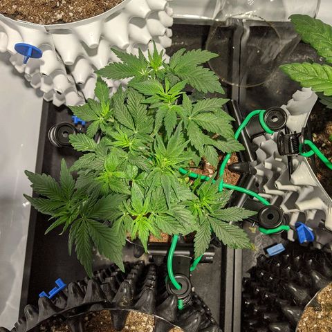 Sweet 'n' Sour growlog timeline photo