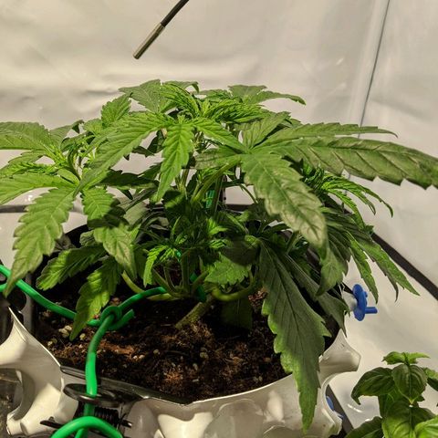 4 Assed Monkey growlog timeline photo