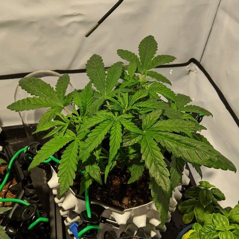 4 Assed Monkey growlog timeline photo