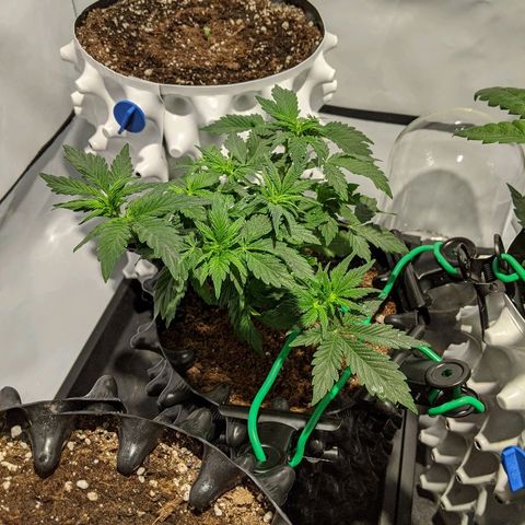 Sweet 'n' Sour growlog timeline photo