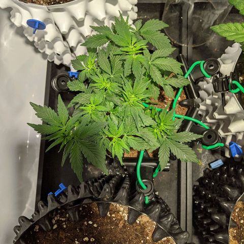 Sweet 'n' Sour growlog timeline photo