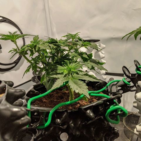 Sweet 'n' Sour growlog timeline photo