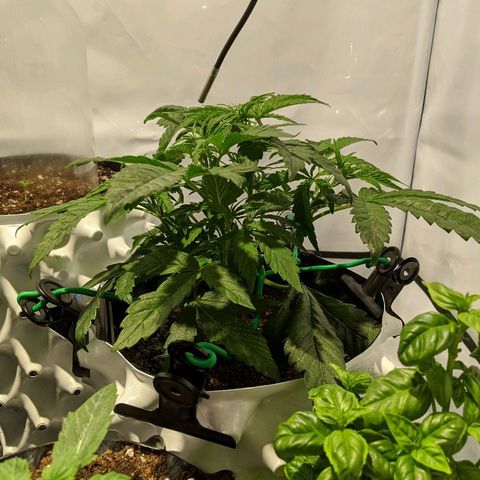 4 Assed Monkey growlog timeline photo