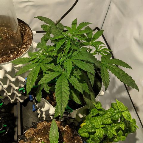 4 Assed Monkey growlog timeline photo