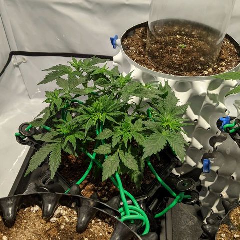 Sweet 'n' Sour growlog timeline photo