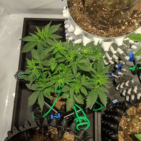Sweet 'n' Sour growlog timeline photo