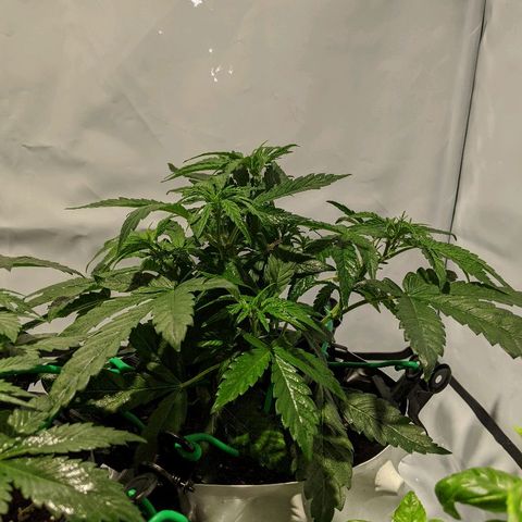 4 Assed Monkey growlog timeline photo