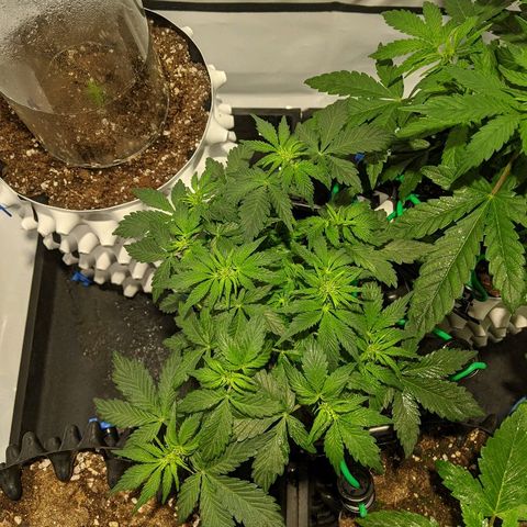 4 Assed Monkey growlog timeline photo