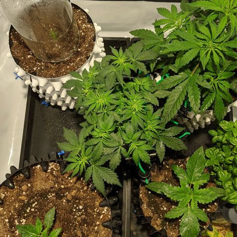 Sweet 'n' Sour growlog timeline photo