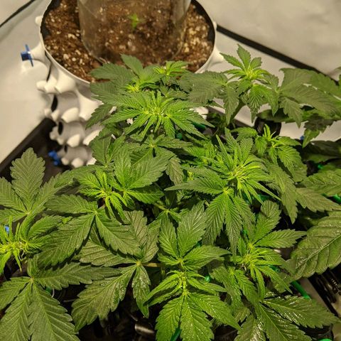 Sweet 'n' Sour growlog timeline photo
