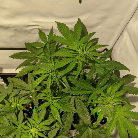 4 Assed Monkey growlog timeline photo