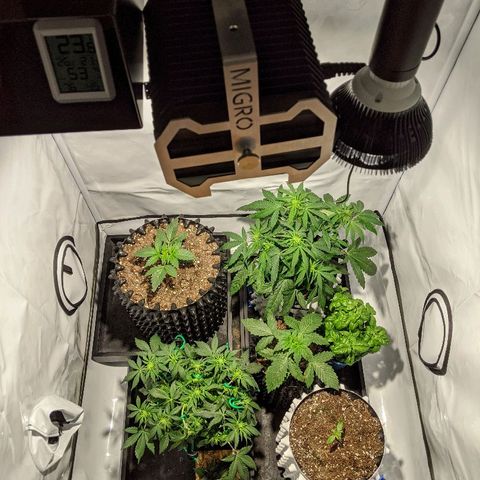 Sweet 'n' Sour growlog timeline photo