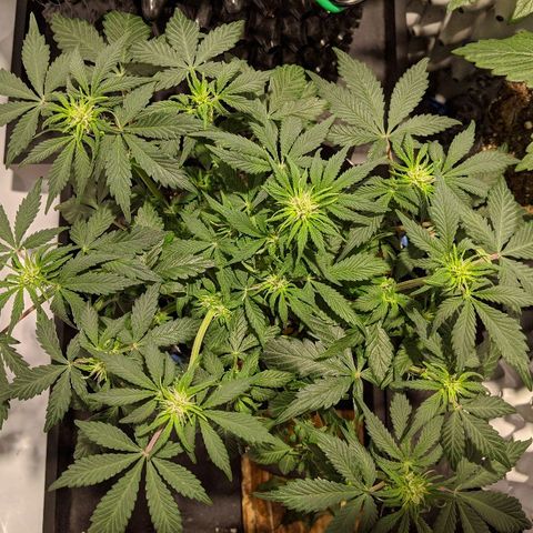 Sweet 'n' Sour growlog timeline photo