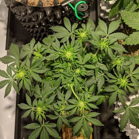 Sweet 'n' Sour growlog timeline photo