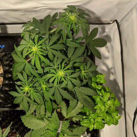 4 Assed Monkey growlog timeline photo