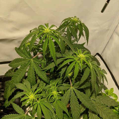 4 Assed Monkey growlog timeline photo