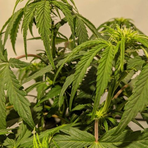 4 Assed Monkey growlog timeline photo