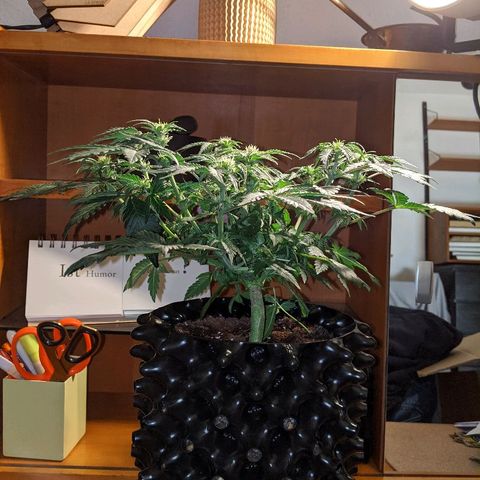Sweet 'n' Sour growlog timeline photo
