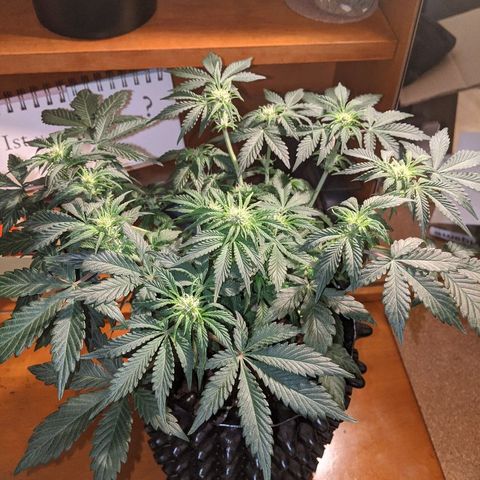 Sweet 'n' Sour growlog timeline photo