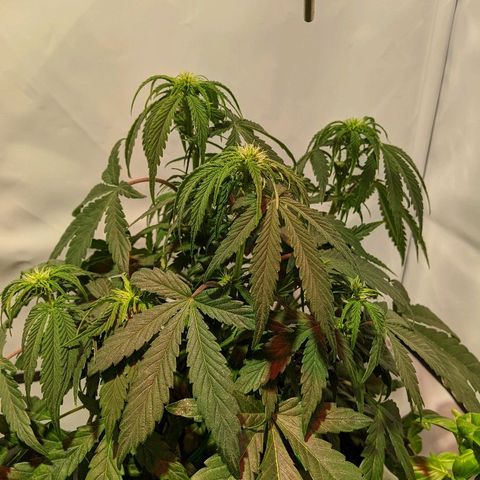 4 Assed Monkey growlog timeline photo