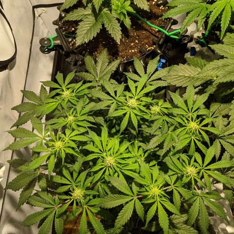 Sweet 'n' Sour growlog timeline photo