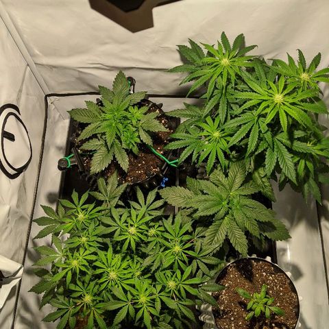 4 Assed Monkey growlog timeline photo