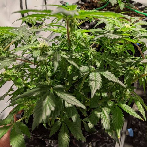 Sweet 'n' Sour growlog timeline photo