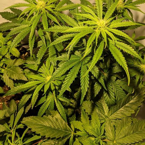 4 Assed Monkey growlog timeline photo